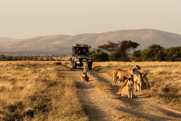 Tanzania Safari