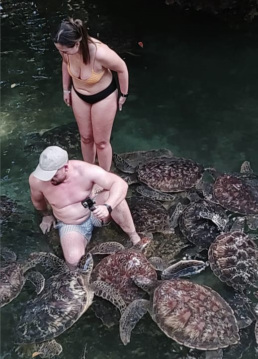 Turtle Swimming Experience